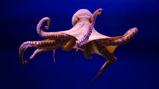 Blog Octopus Workflowautomatisierung Fachkräftemangel